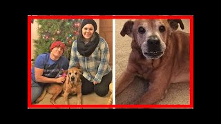 | Dog Rescue Stories18-Year-Old Dog Celebrates One Year With The Couple Who Rescued Him Last Chri...