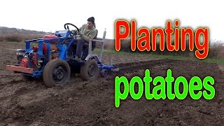 Planting potatoes using a garden tractor