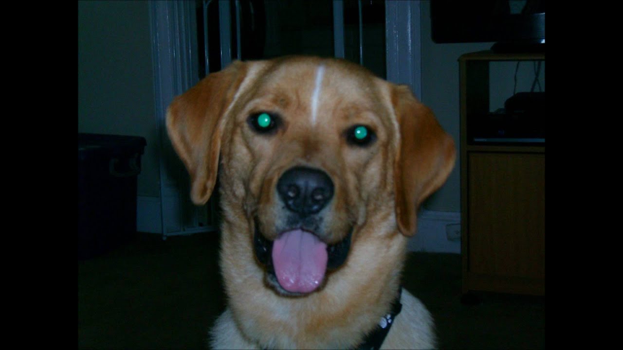 golden retriever lab mix rescue the golden retriever labrador mix rescue s year slideshow golden retriever lab mix rescue the golden retriever labrador mix rescue s year slideshow