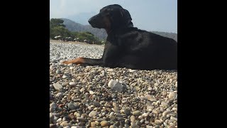 Doberman Yüzüyor & Zıplıyor