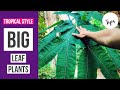 BIG LEAF PLANTS for a tropical style garden