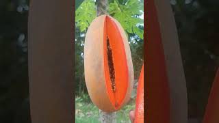 Di Wonogiri Ini Namanya Buah Kates Kalau Ditempatmu Apa Guys