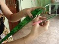 Reciclagem Samambaia de garrafas pet.Flores,plantas e animais.