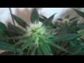 Kings Kush and White Widow beginning of week four in full flower