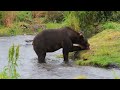 TubeChop - Kodiak Brown Bears Fishing for Pink Salmon near Larsen Bay, Alaska (00:29)