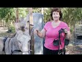 donkey