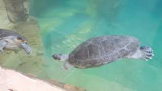 Zooparc De Beauval Dôme Équatorial Bin Des Lamentins