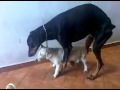 Köpek çifleşmesi başarısız :))