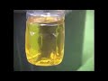 People drinking petrol in church - Grass pastor.