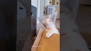 When Cats Realize Its Balls Are Cut Off