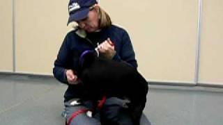 Janis-Avaliable For Adoption At The Humane Society Of Missouri
