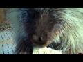 Teddy Bear, the porcupine, loves Valentine's Day treats