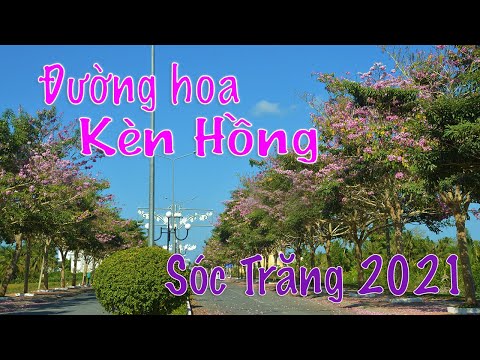 Đường hoa kèn hồng Sóc Trăng 2021 đẹp nhất miền Tây | ZaiTri
