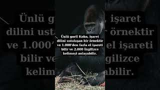 Dünyanın En Zeki Hayvanları Orangutan Ve Goriller - Bilgi Videoları -