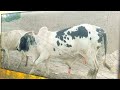 Sexual Intercourse in Cows and Bible Ups !Cow  🐄 Mail& Female 🐑