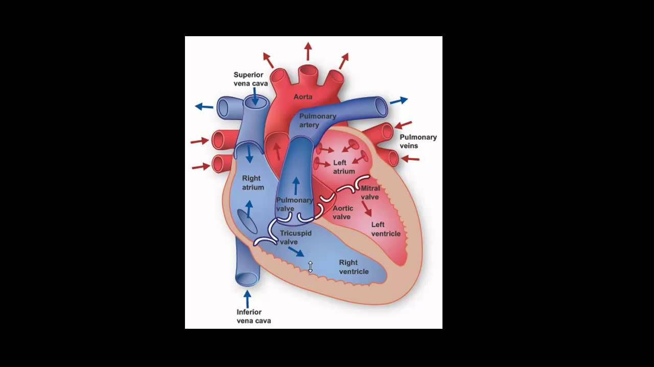 Heart Circulation. Blood circulation - YouTube