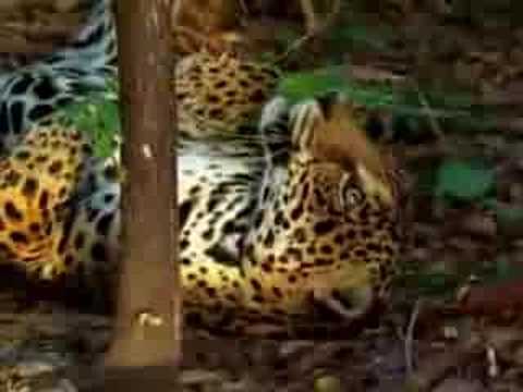 jaguar tastes the hallucinogenic effects of yage