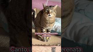 A New Song For My Italian Singing Cat