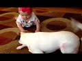 Buddy's Baby Crawling School