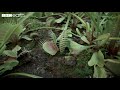 The Venus Flytrap’s Deadly Speed | Natural Born Killers | BBC Earth