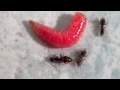 Nokia N8 video - Ants Feasting on Fly Larvae