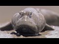 Mudskipper: a fish that lives on land