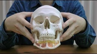 頭蓋，下顎開放型，3分解モデル：動画