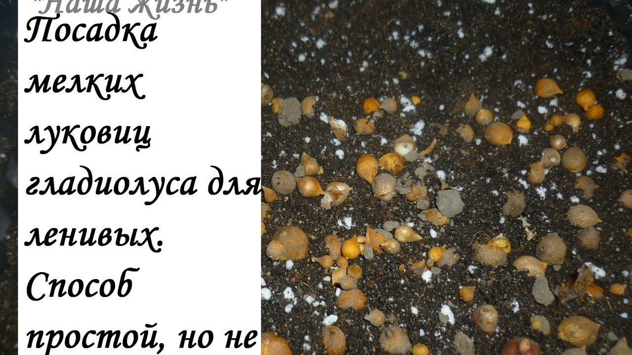 Как сажать клубни гладиолусов 75