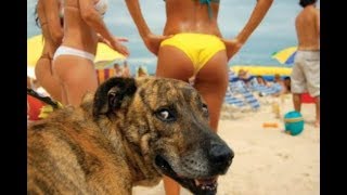 20 Funny Dog Videos: The YouTube Classics