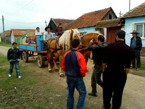 Watch caii de vanzare din belfir a lu feri 0747055868