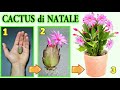 CACTUS DI NATALE, 2 modi per riprodurlo con successo, natalina, schlumbergera, t