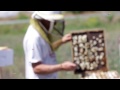 The Beekeeper Stands Between Humans And Extinction