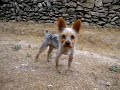 Jumbo: DUO-Ibiza Tierhilfe Tierschutz Tierheim Hun
