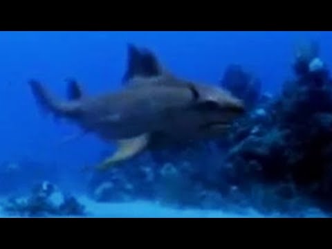 Sharks vs dinosaurs - BBC