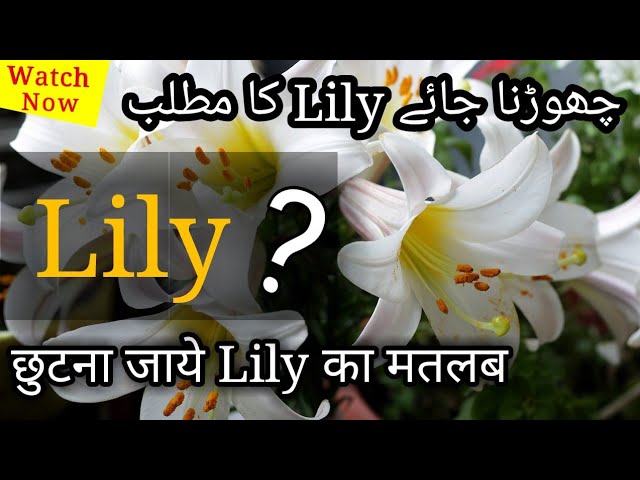 Hindi lily