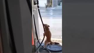 Funny Dog Humps Gas Station Pump