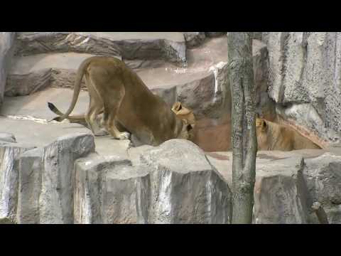 円山動物園のライオンたち