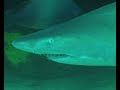 Educational Video of the Week: Endangered Species in Australia