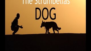 Watch Strumbellas Dog video