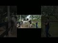 Horses 🐎 🐴 Mating compilation