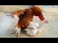 Aseel Breeding Pair Rooster and Hen | How do asil chickens mate | Aseel murga murgi