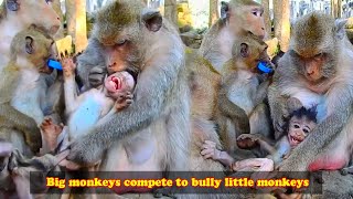 The Evil Monkeys Bullied The Baby Monkeys Over And Over Again. Mother Monkey Ignored It
