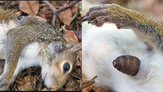 Botfly Removal From Squirrel