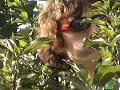 Orchard of Dreams