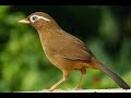 Giải Nhất Tiếng Hót Chim Họa Mi