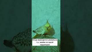 Стёпа И Кузя#Shortscats #Cat #Parrot#Tiktok#Humor#Laughter#Cockatiel#Funnyvideo