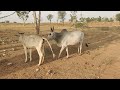 Cow Mating Bull Rajasthan Village In