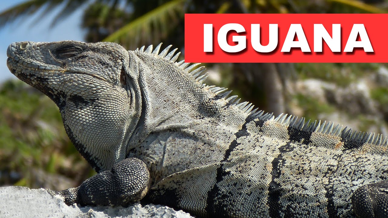 iguana videos