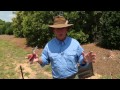 Kill Fire Ants Safely