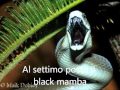 I 10 animali piu' velenosi del mondo